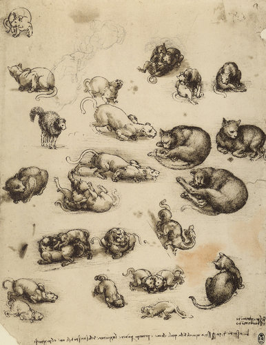 konfigurieren des Kunstdrucks in Wunschgröße Katzen, Lwen und Drachen von Da Vinci, Leonardo