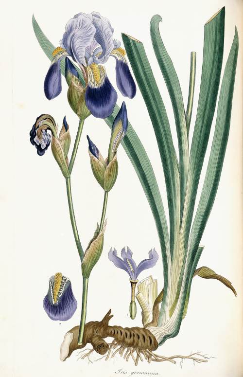 konfigurieren des Kunstdrucks in Wunschgröße Iris Germanica. Aus: Flora Graeca. London, 1847 von Sibthorp, John