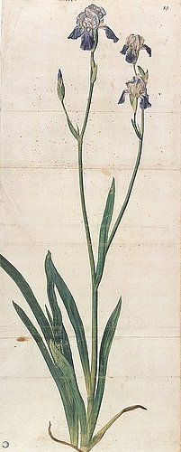 konfigurieren des Kunstdrucks in Wunschgröße Blau blhende Schwertlilie  Iris Germanica Iris Trojana Um 1503 von Durer, Albrecht